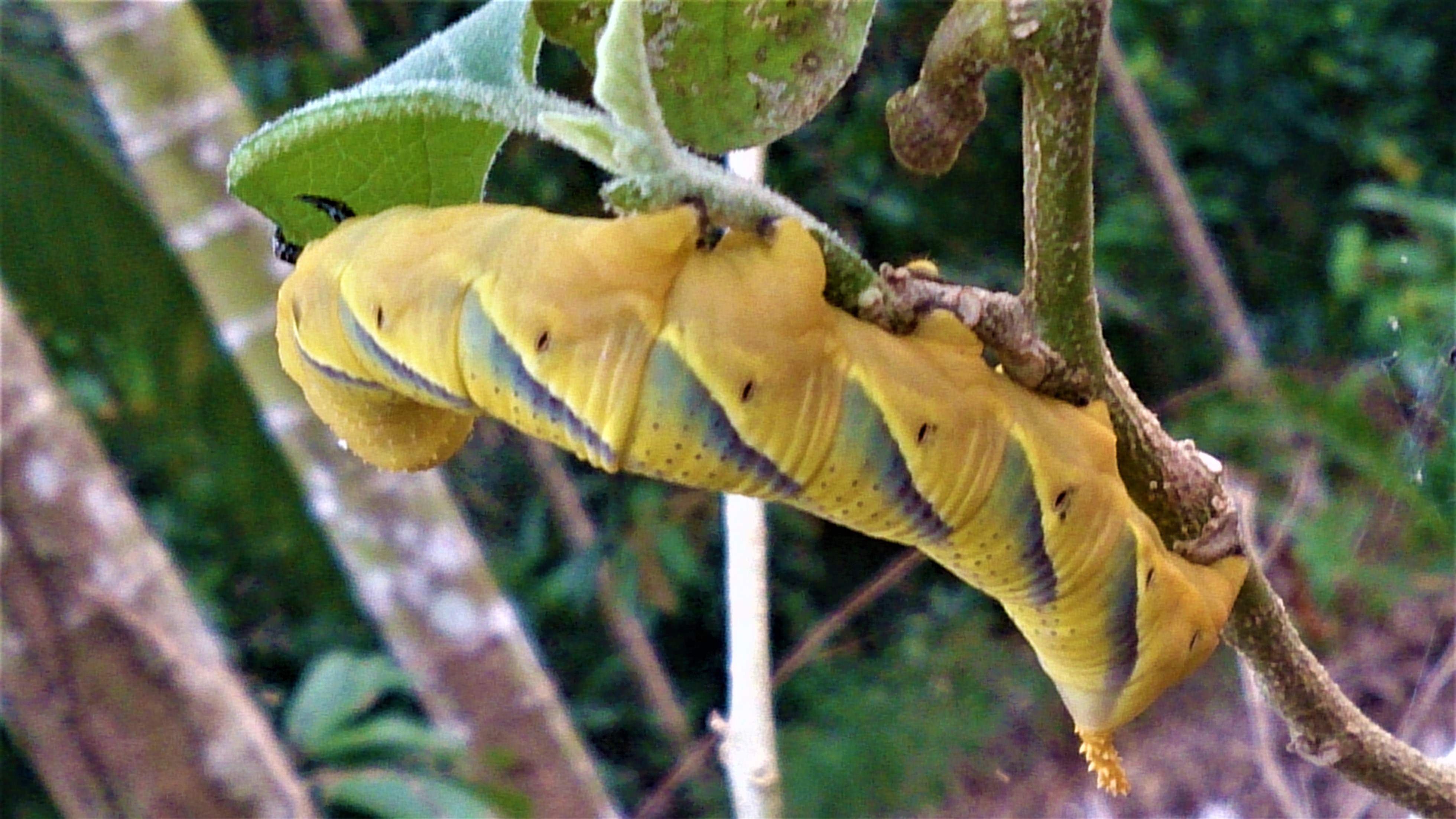 A Unique And Pretty Caterpillar Lives In An Eggplant Garden — Steemit