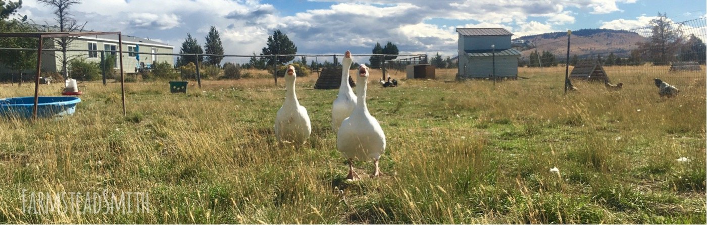 farmsteadsmith farmstead geese