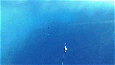gofish-cam-attaches-to-fishing-line-9248.gif