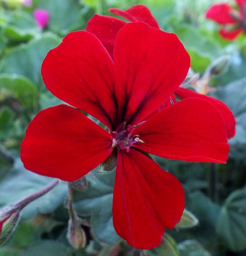 Geranium