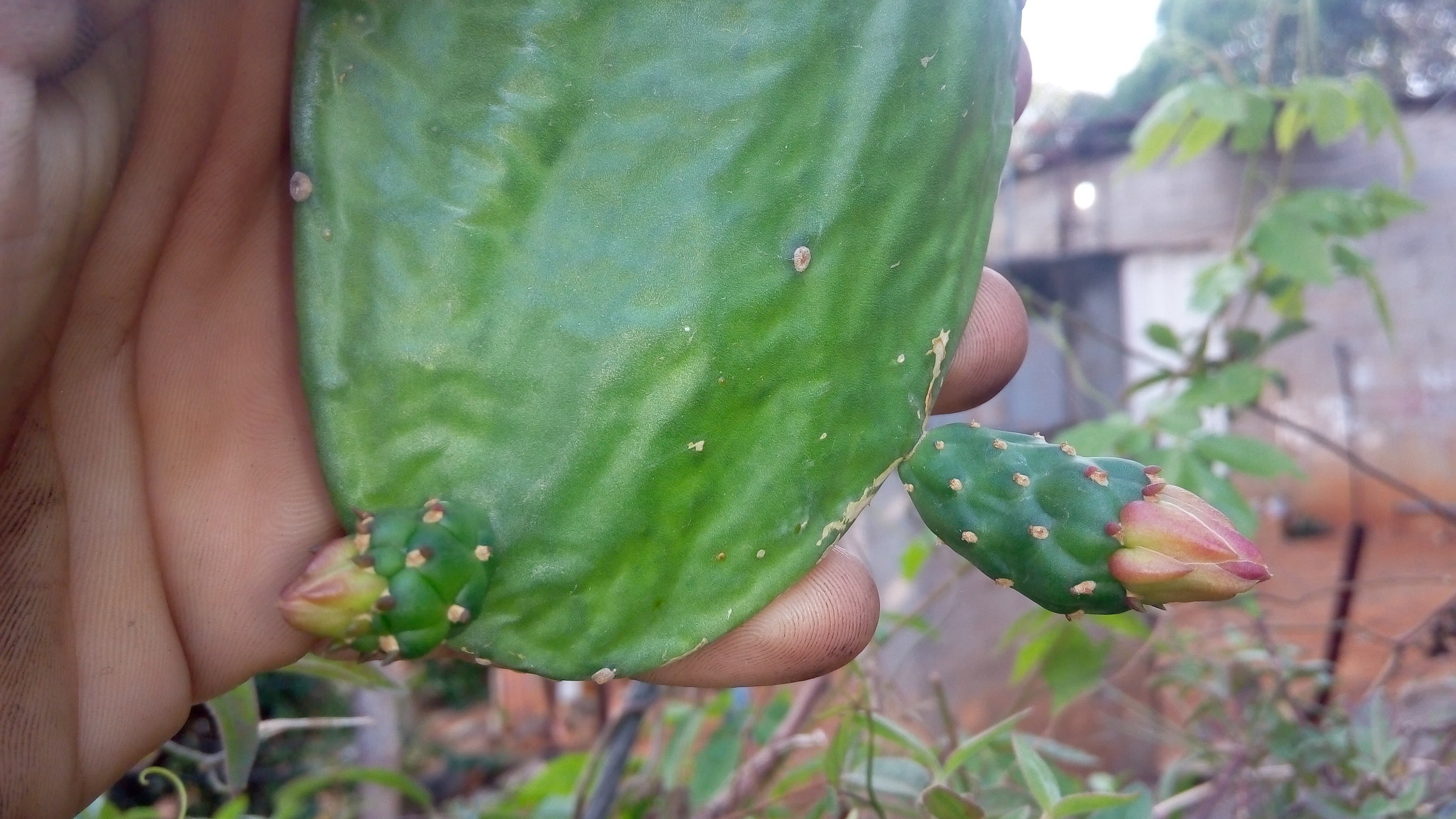 Flor de la planta