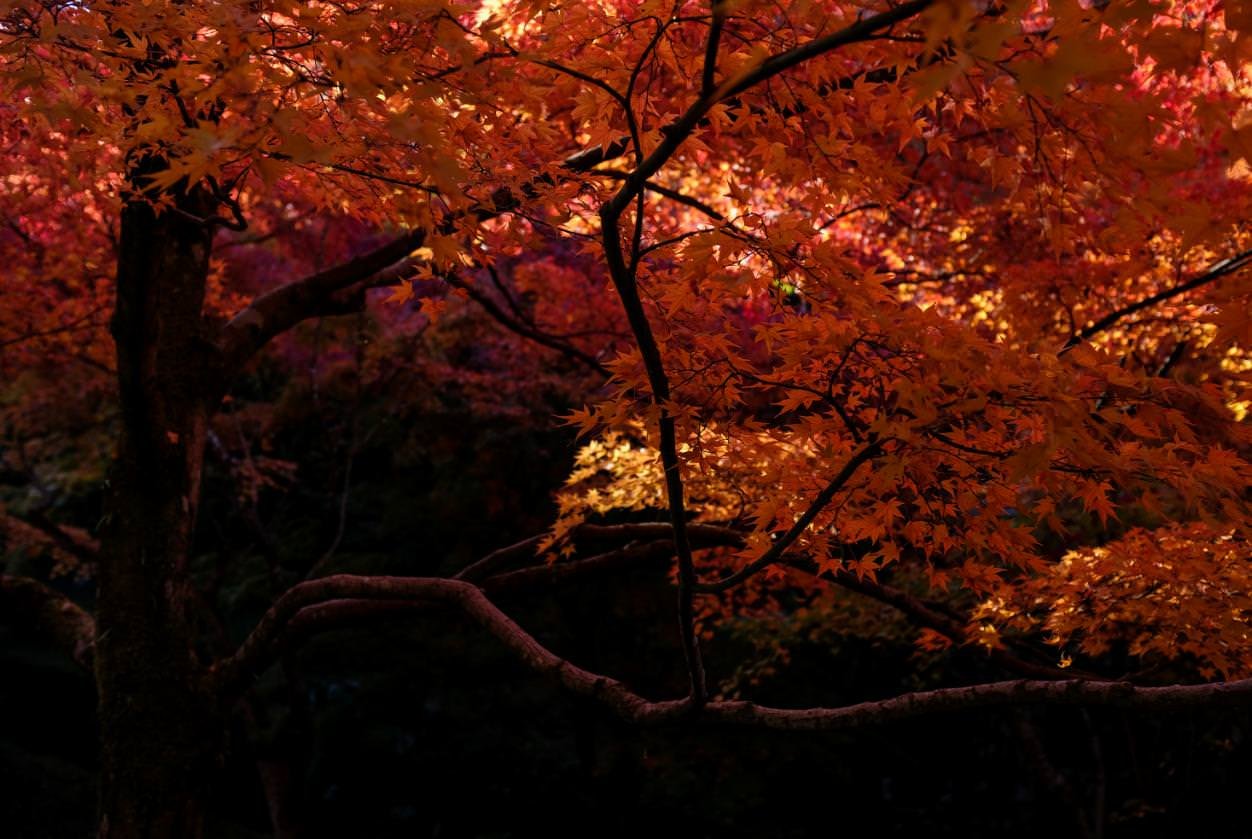x100f 5.png
