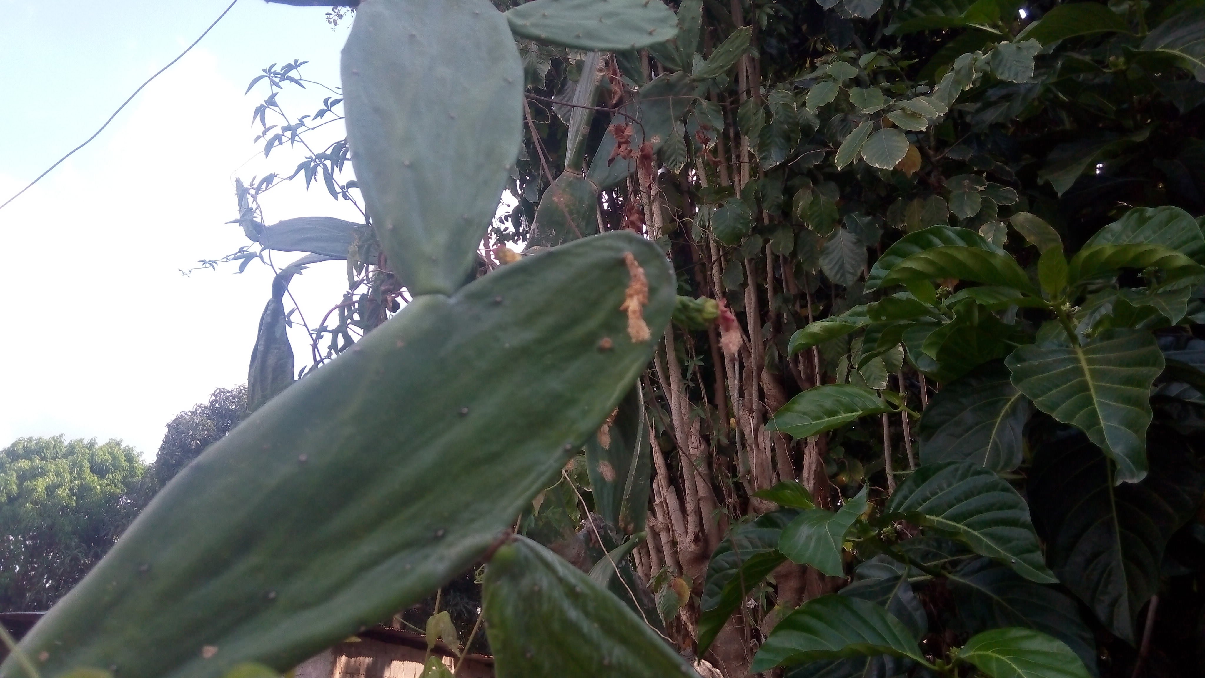 Flor seca de la planta