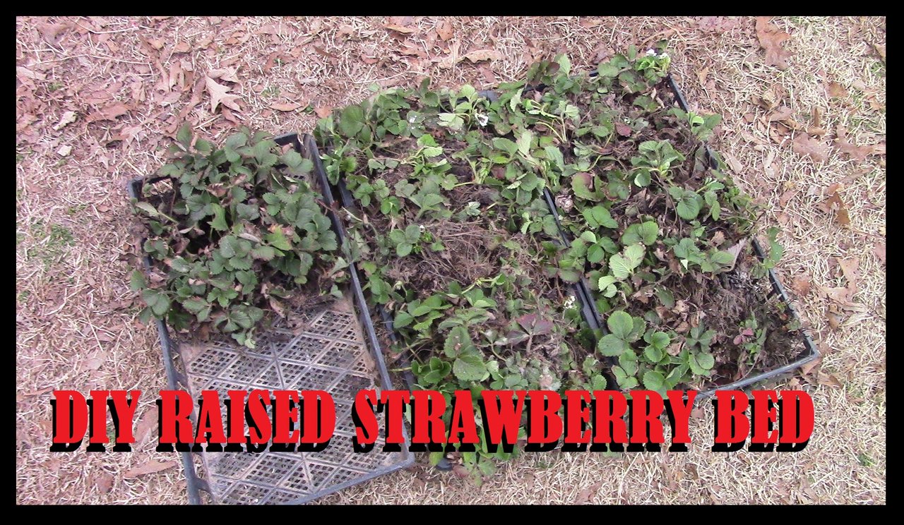 DIY RAISED STRAWBERRY BED — Steemit