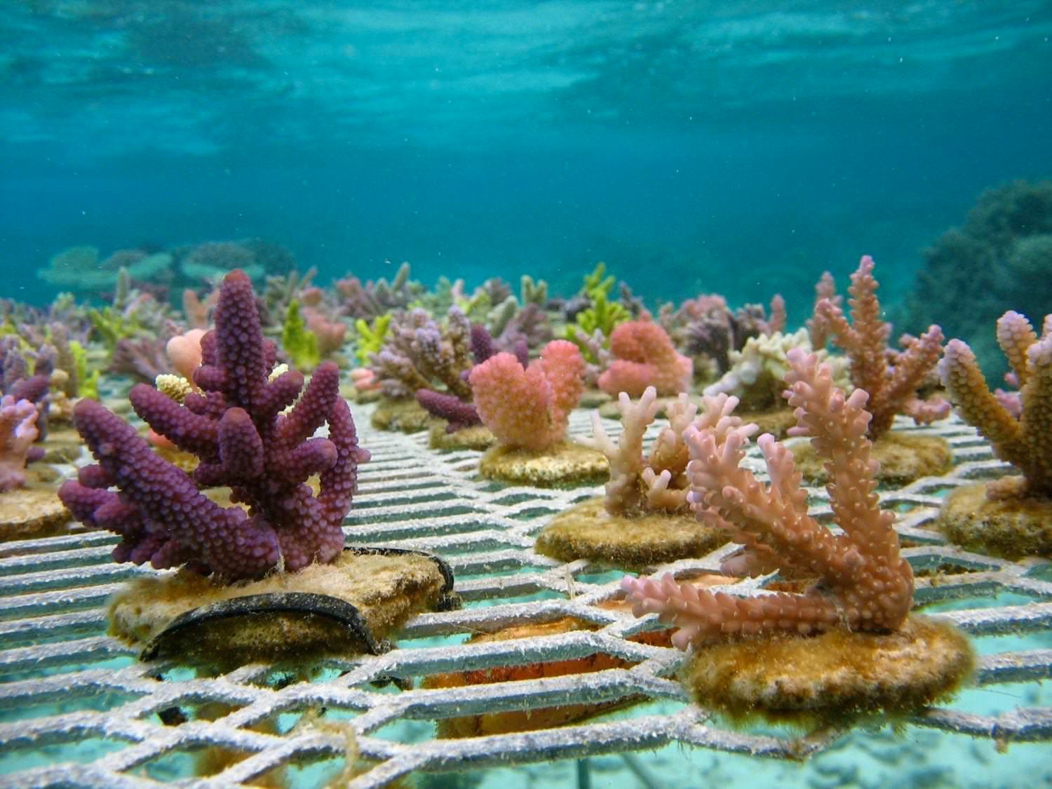 Coral Reefs Having Sex Annual Spawning Event Written By A Marine Biologist — Steemit