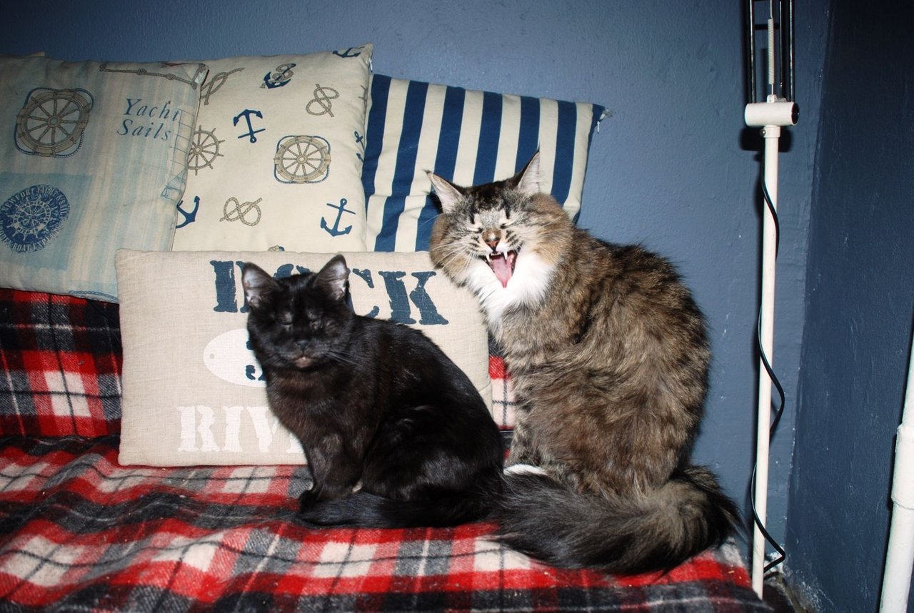 Коты и кошки