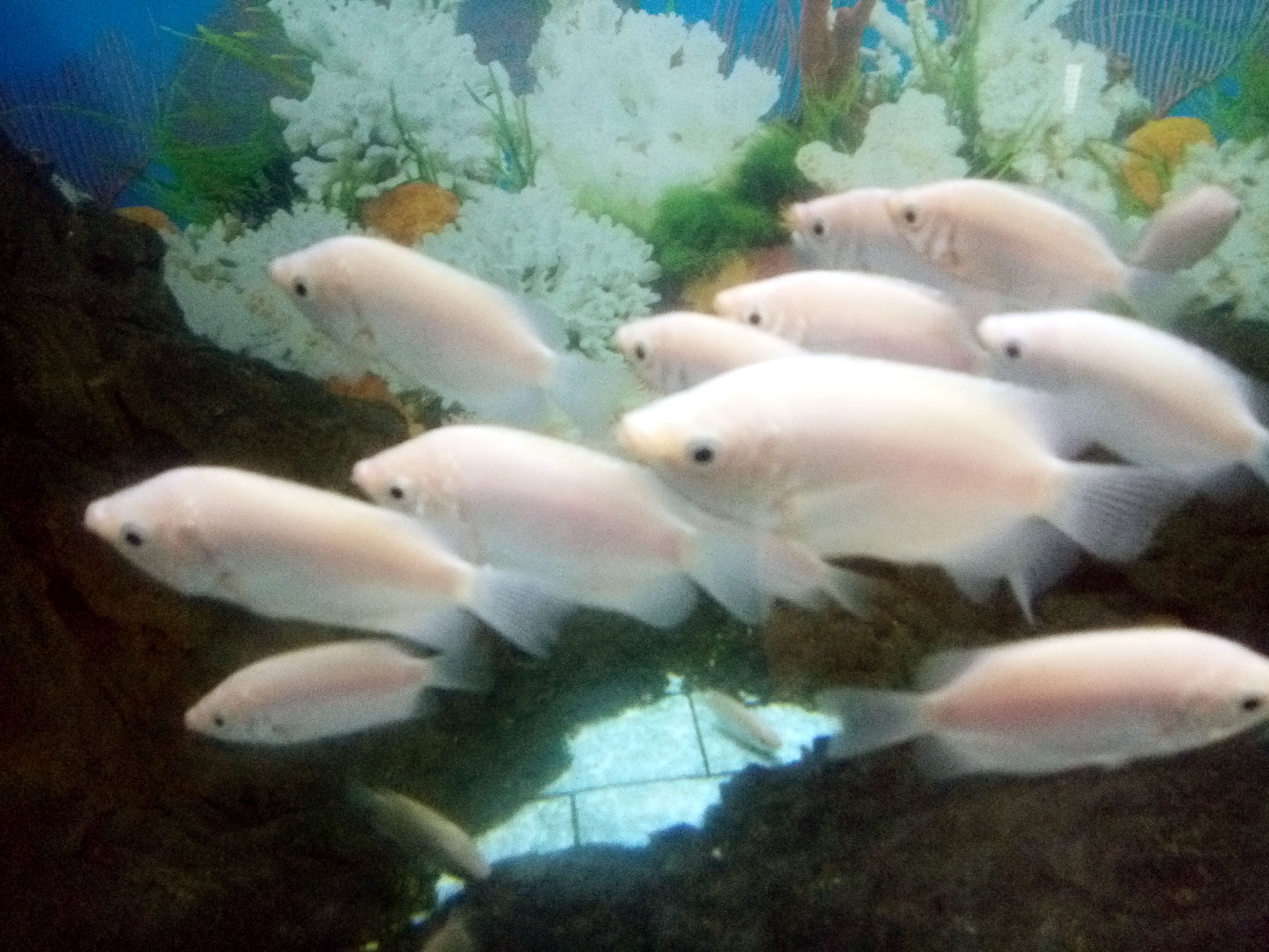 Feeder Fish Shot 02