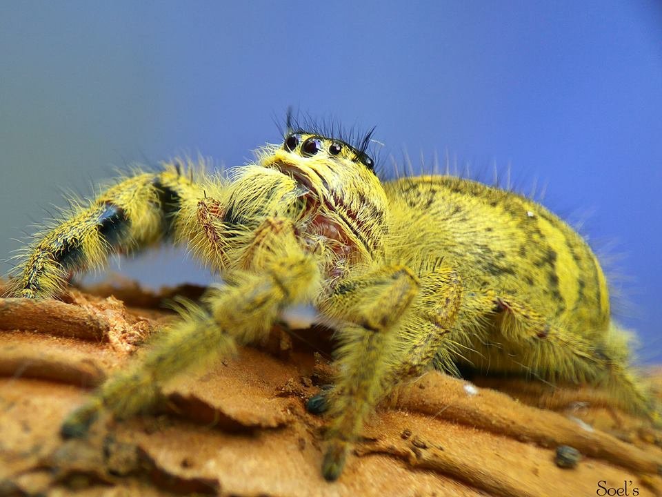 Animal Insects Spiders Laba Laba