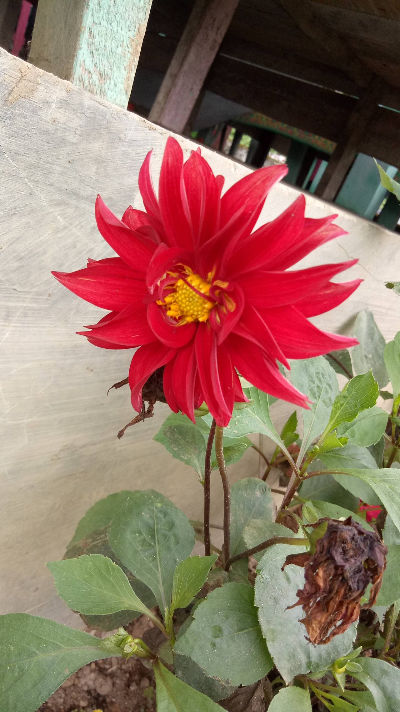 Gambar Bunga Dahlia Merah - Gambar Ngetrend dan VIRAL