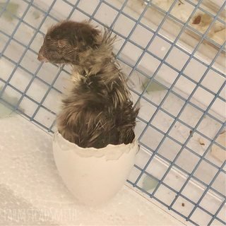 farmsteadsmith farmstead quail egg hatch baby