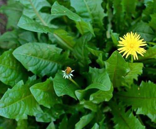 dandilion