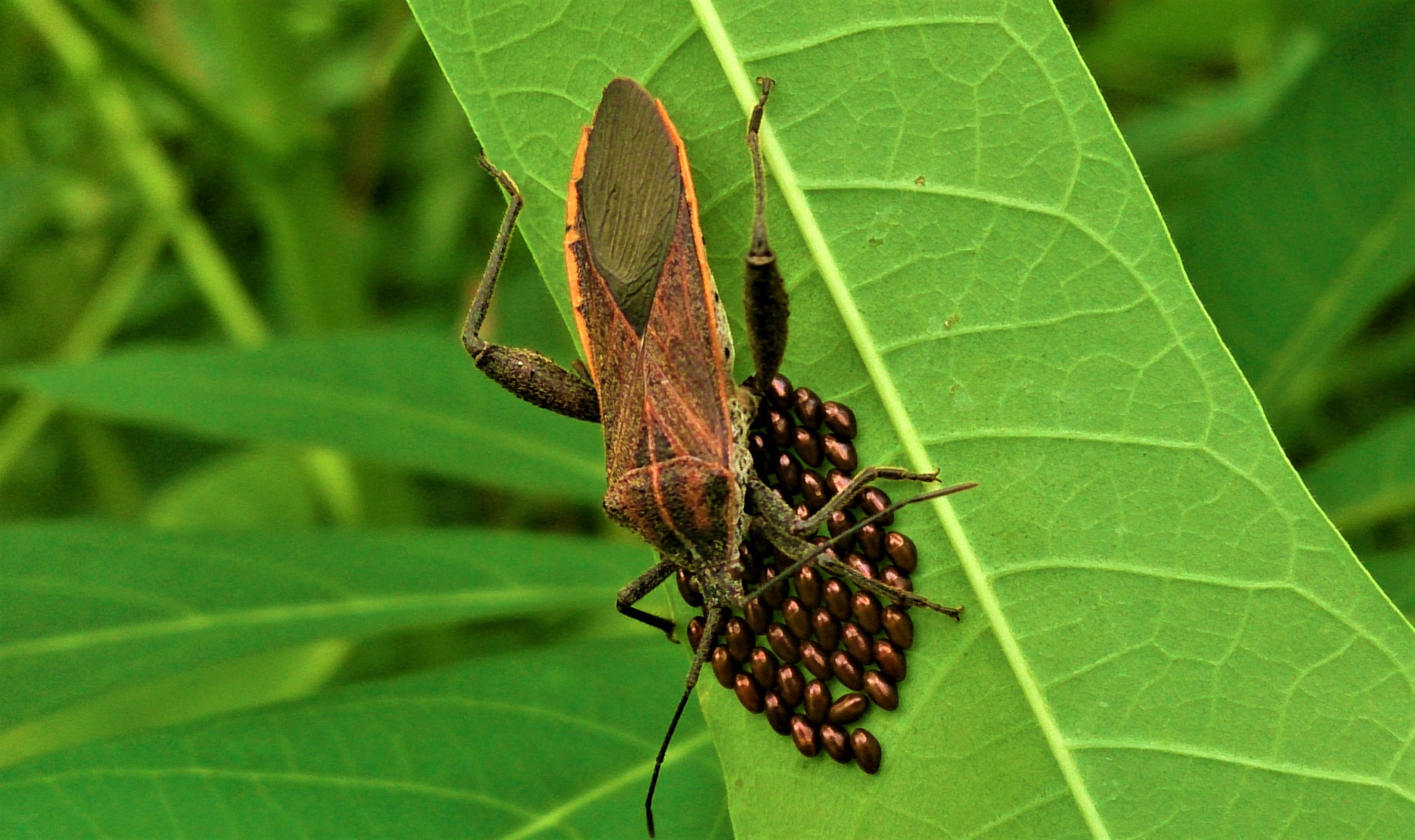 Bug Coreidae lay eggs in sweet potato leaves — Steemit