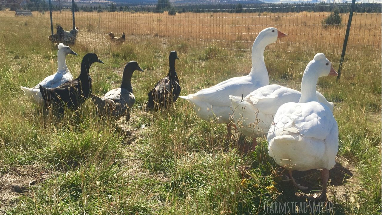 farmsteadsmith farmstead ducks geese