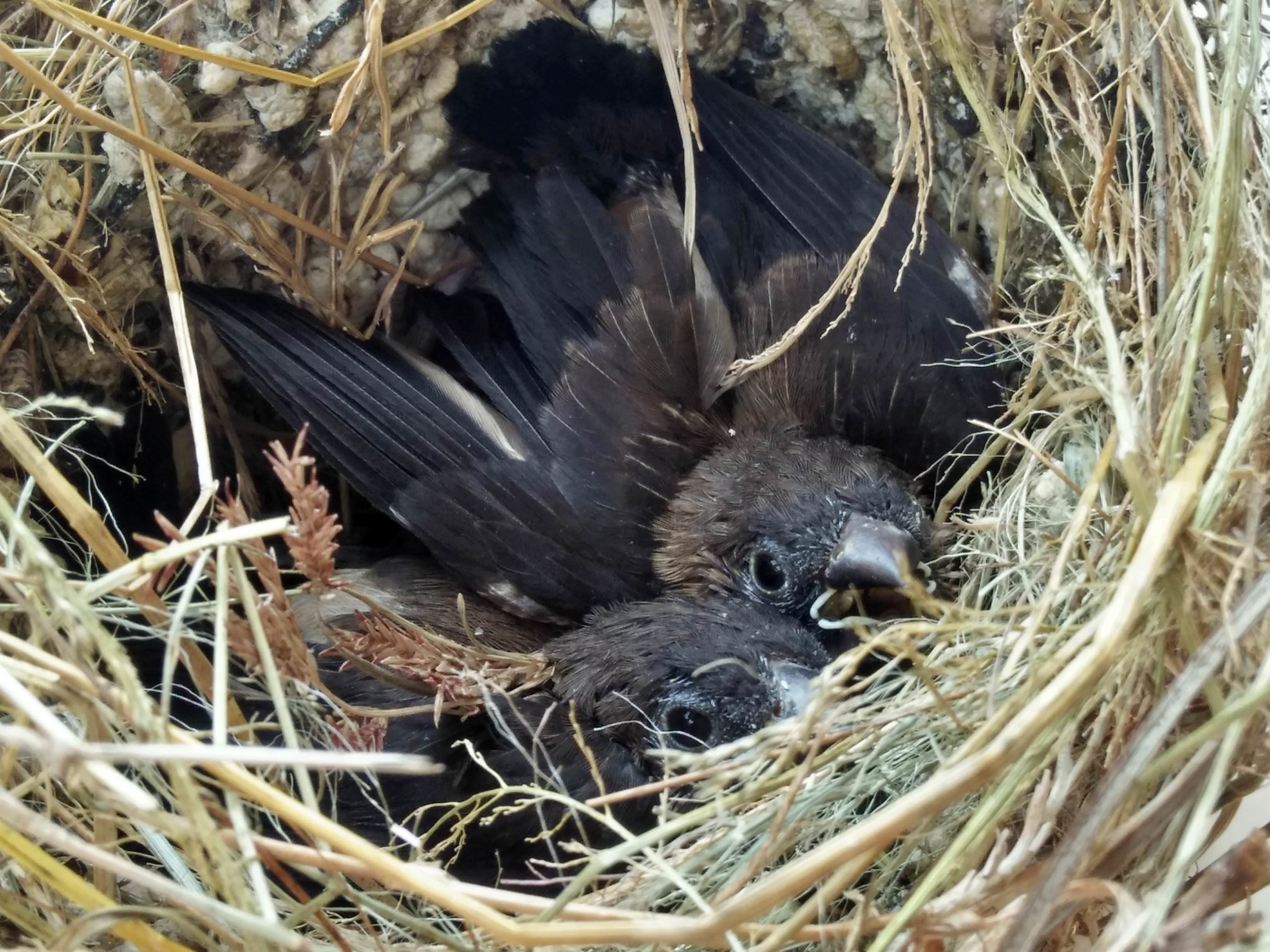 25+ Burung manyaran terupdate