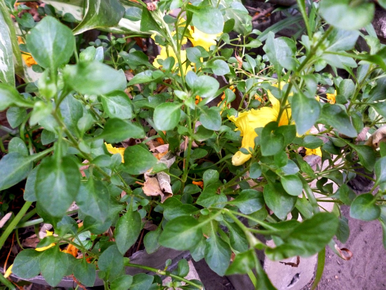 Martes Variado Plantas De Mi Patio Fotografias