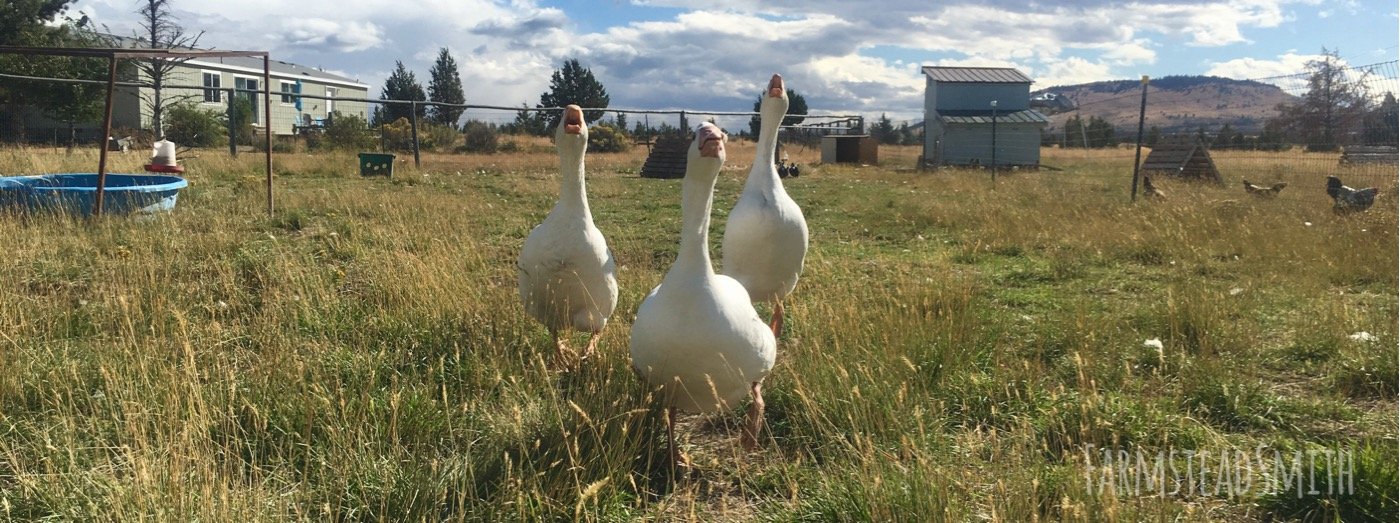 farmsteadsmith farmstead geese