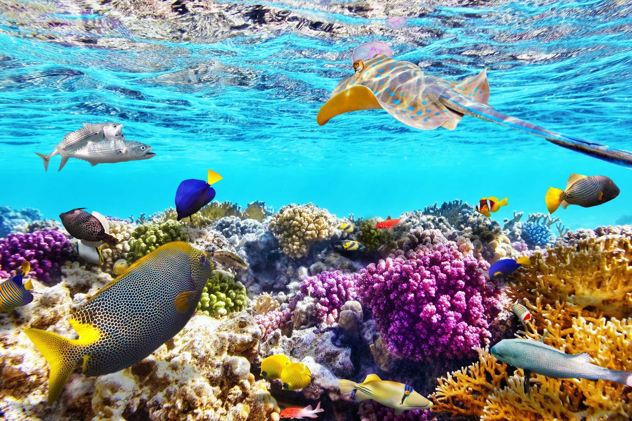 great barrier reef