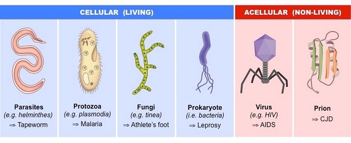 jjba microorganisms