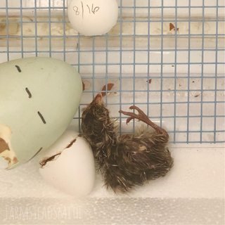 farmsteadsmith farmstead quail egg hatch baby