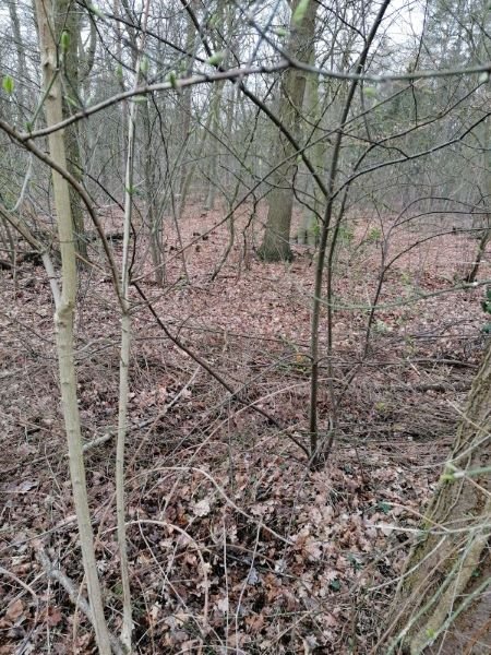 Der Wald meiner Begierde