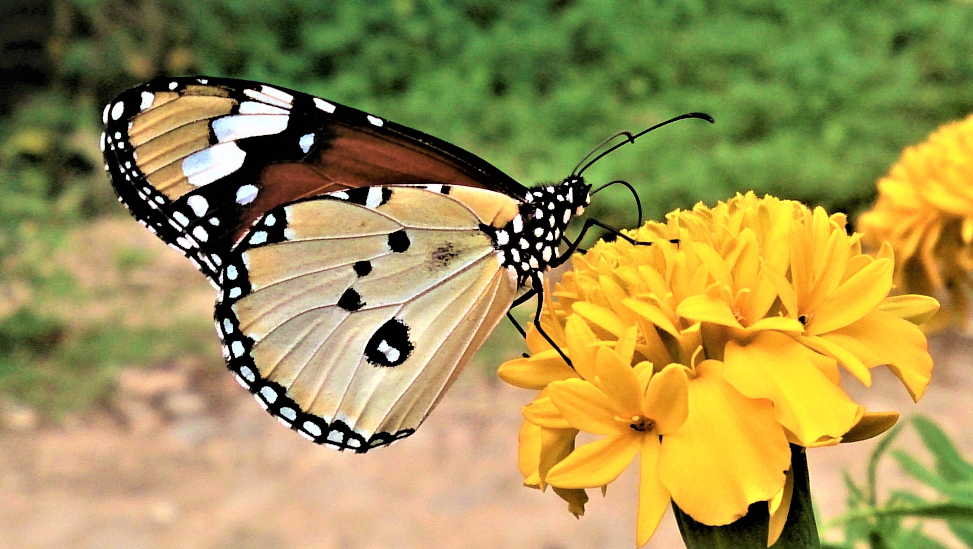 Monarch Butterflies with beautiful Marigold flowers — Steemit