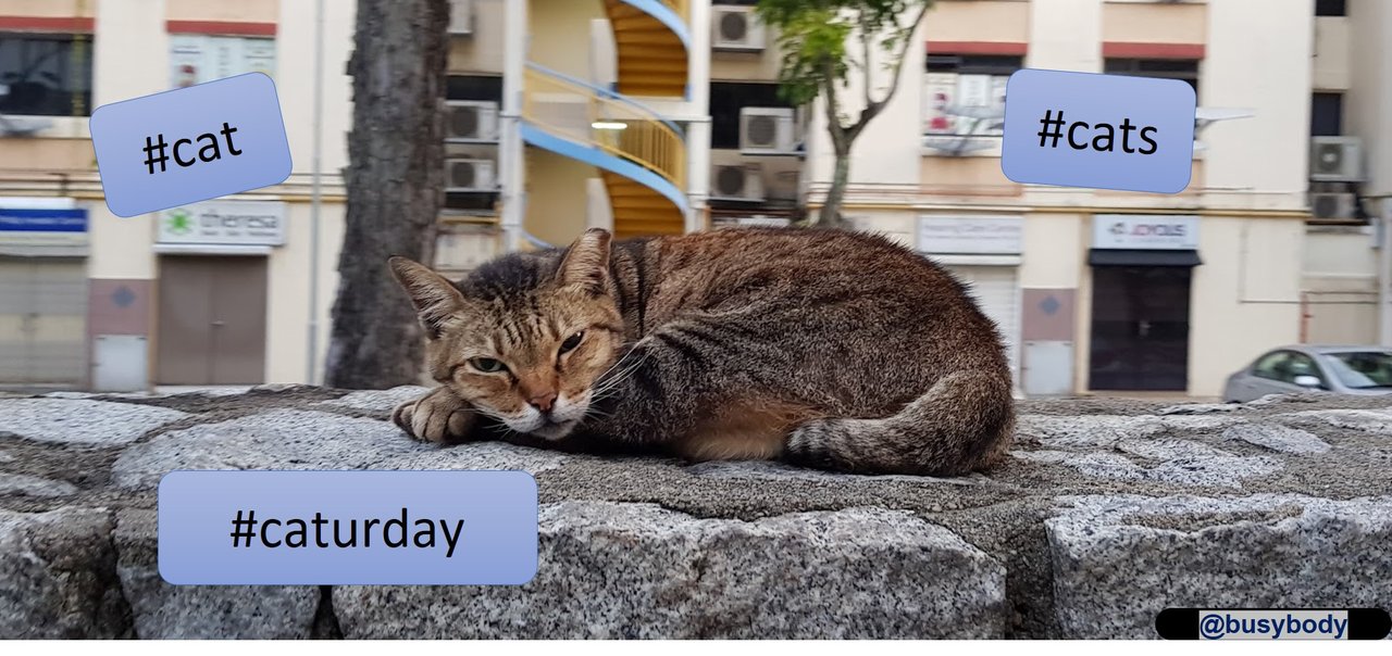 Header Image-cat
