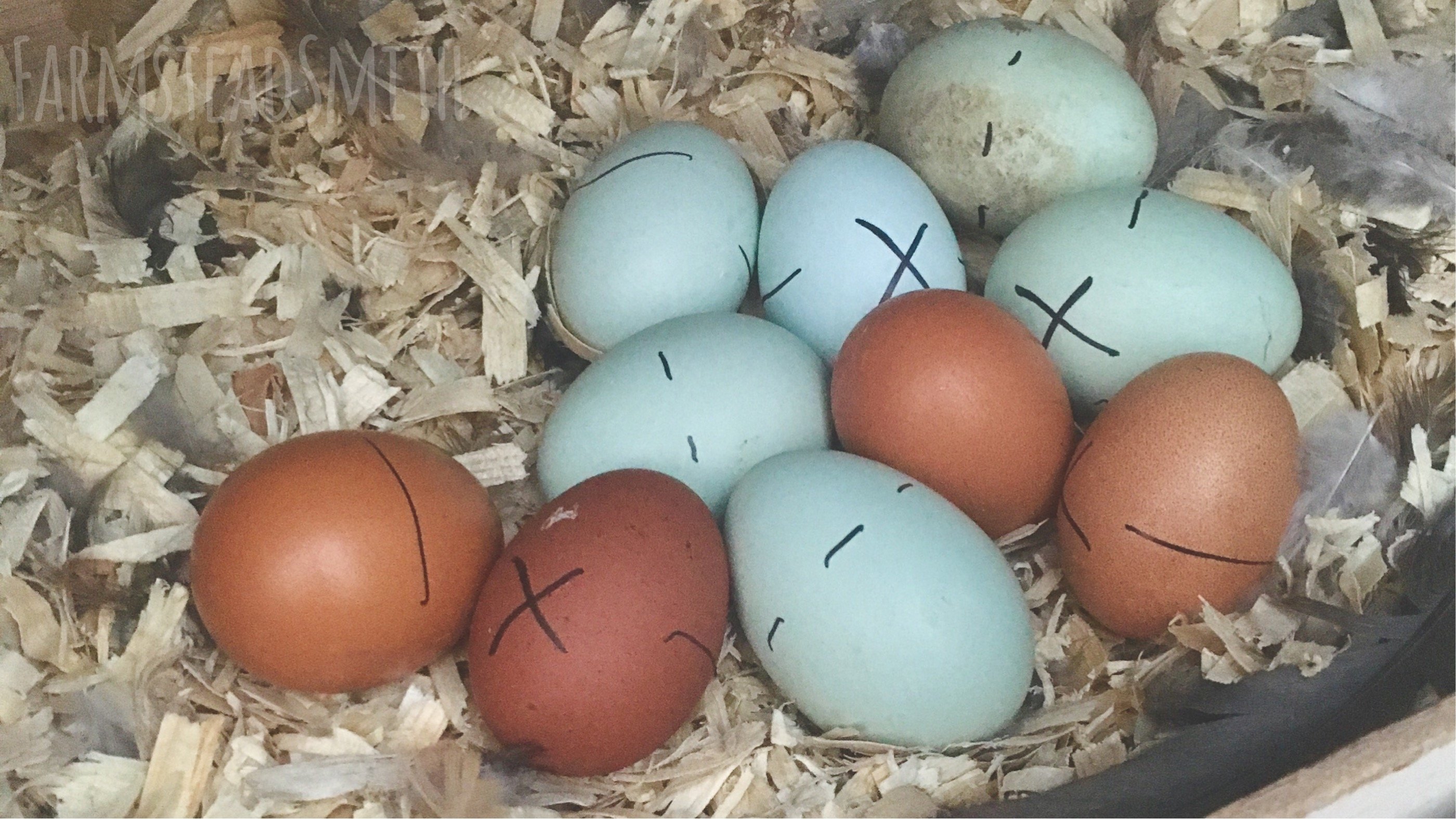 farmsteadsmith farmstead hatching eggs