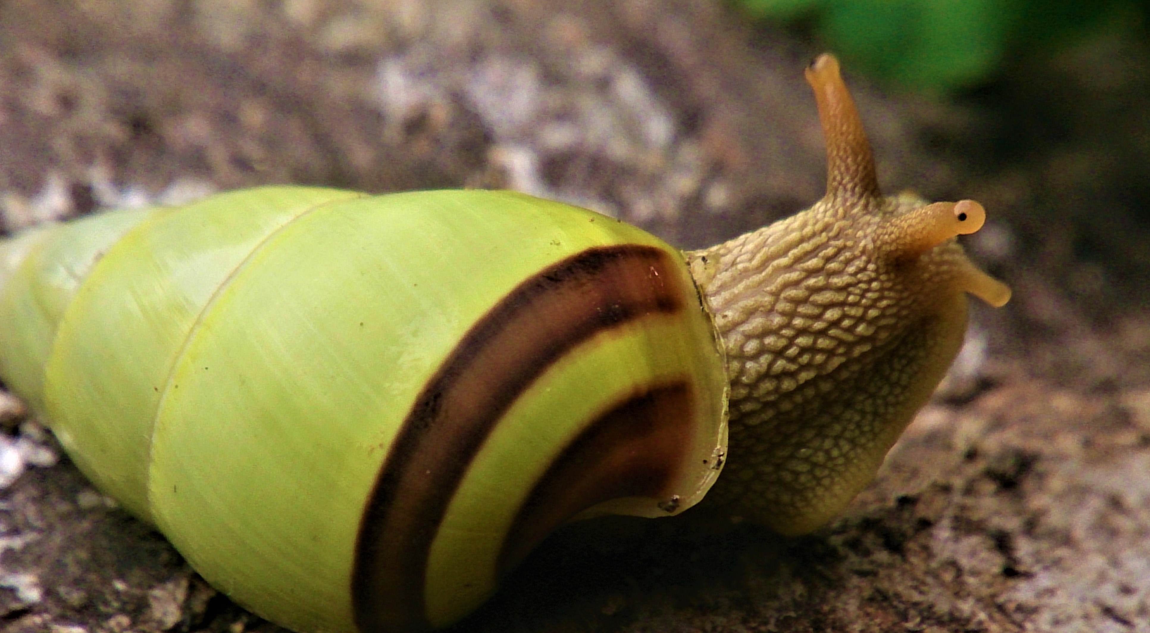 Unique Snail that lives in the nature of Aceh...photo by ades. — Steemit