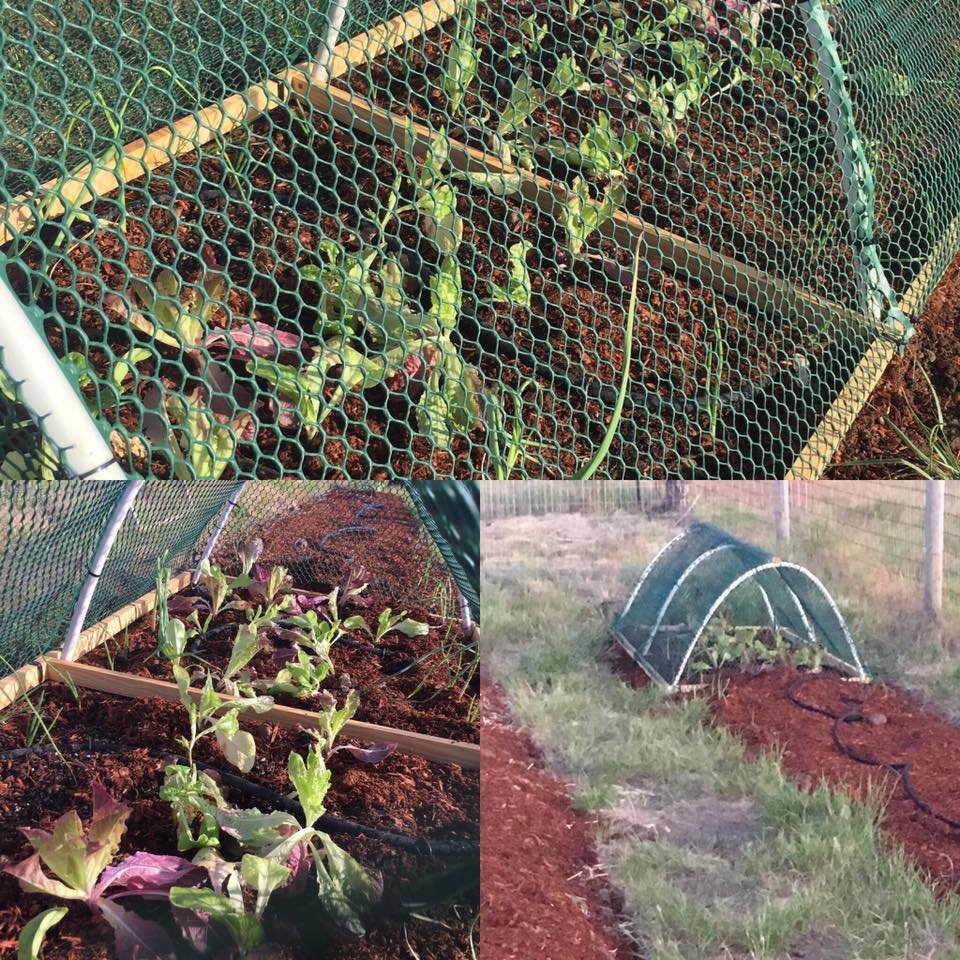 farmsteadsmith farmstead garden lettuce