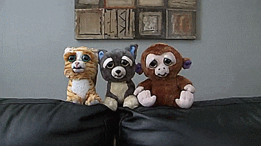 Feisty Pets