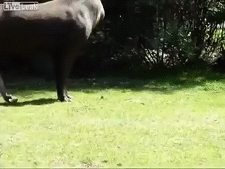 A tapir and its giant PENIS!