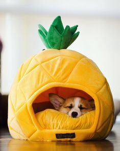 Image result for mr bean the corgi pineapple house