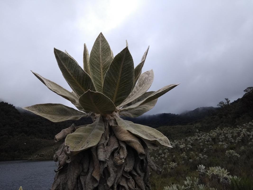 Frailejon-de-paramo