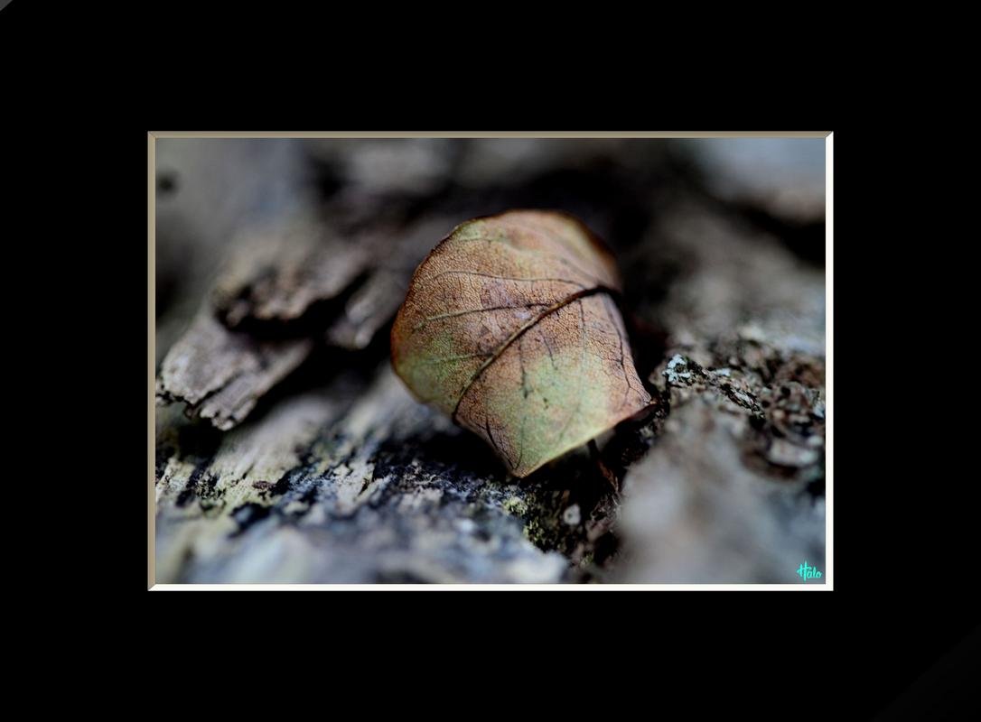 STEEMIT GIRL HALO ~ Photography Journey #3021