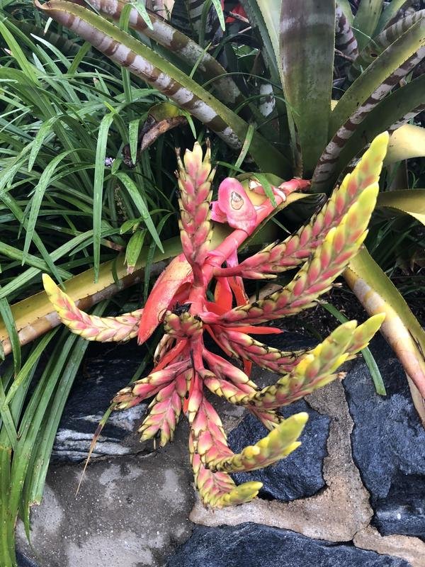 Banana Trees And Wood Carvings Steemit Banana Trees And Wood Carvings Created With Sketch