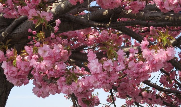 Kwanzan Cherry Blossom Tree In Bloom