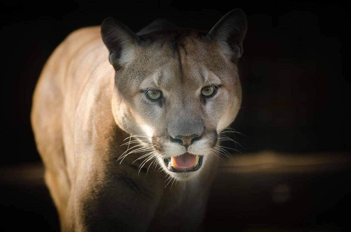 puma meaning