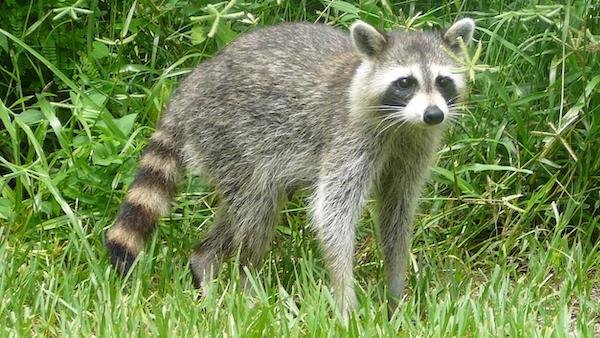 randomraccoon