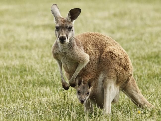 🦘 Kangaroo Facts & Jokes of a Day: 2023-03-10 🦘