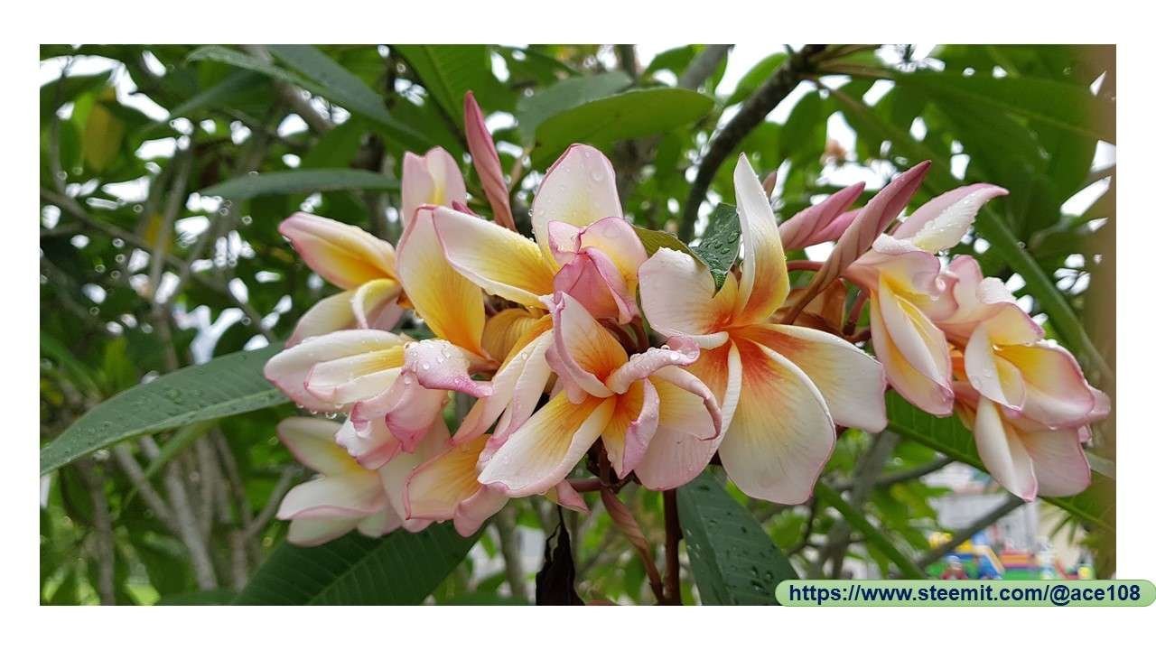 Frangipani 2