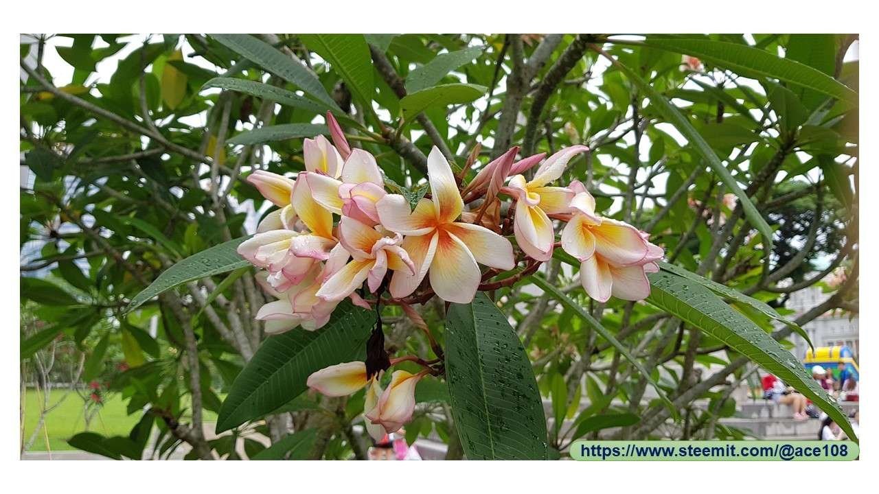 Frangipani 1