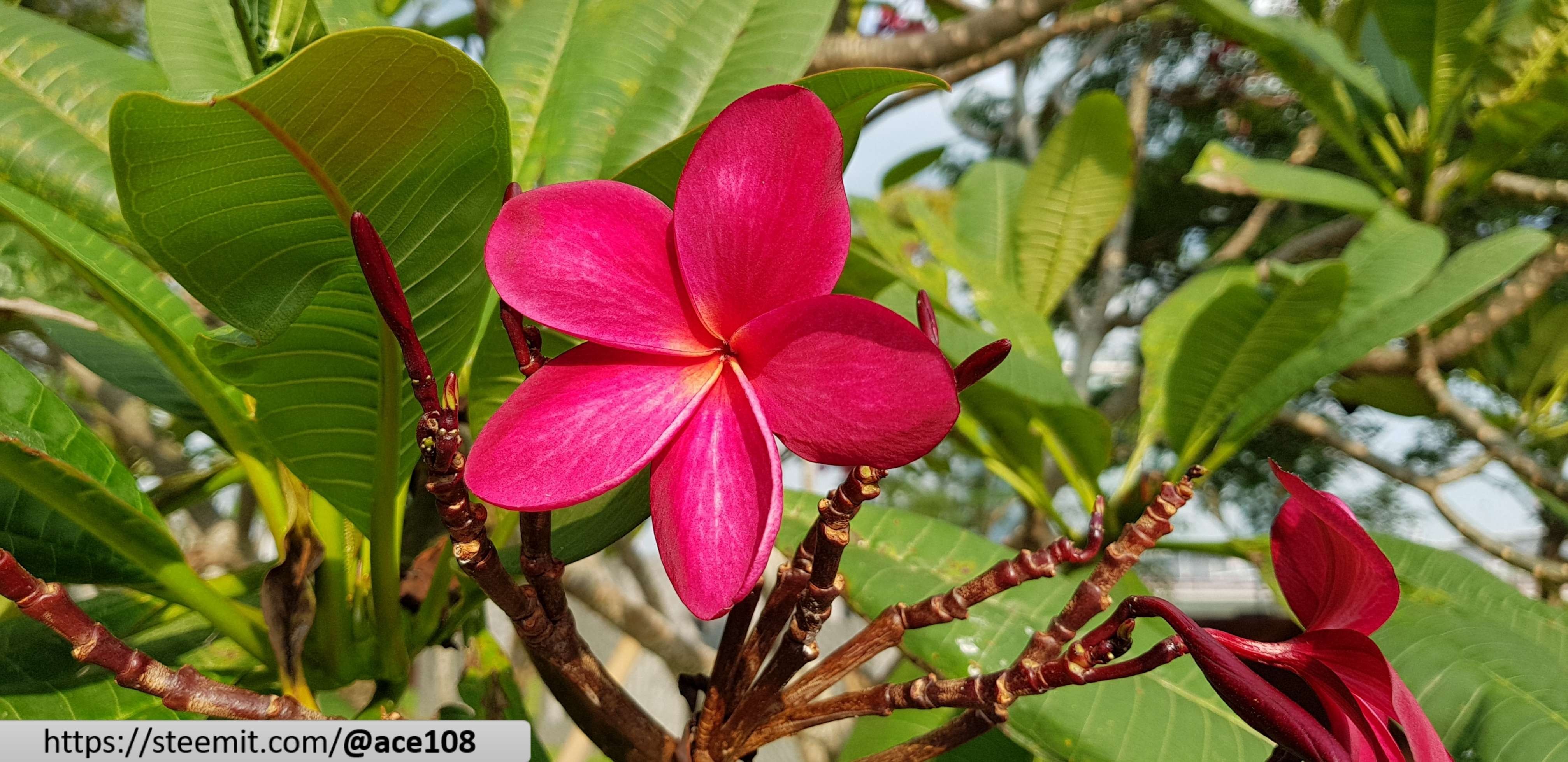 Frangipani 3