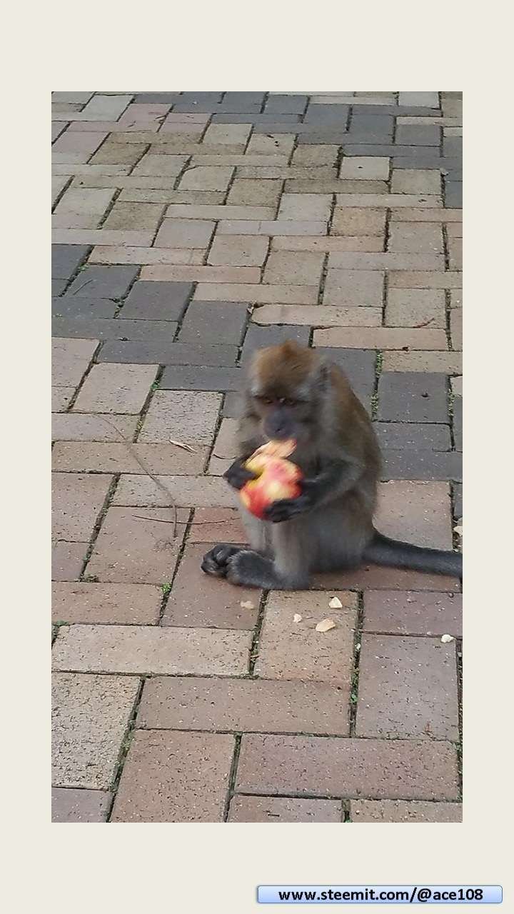 MONKEY2