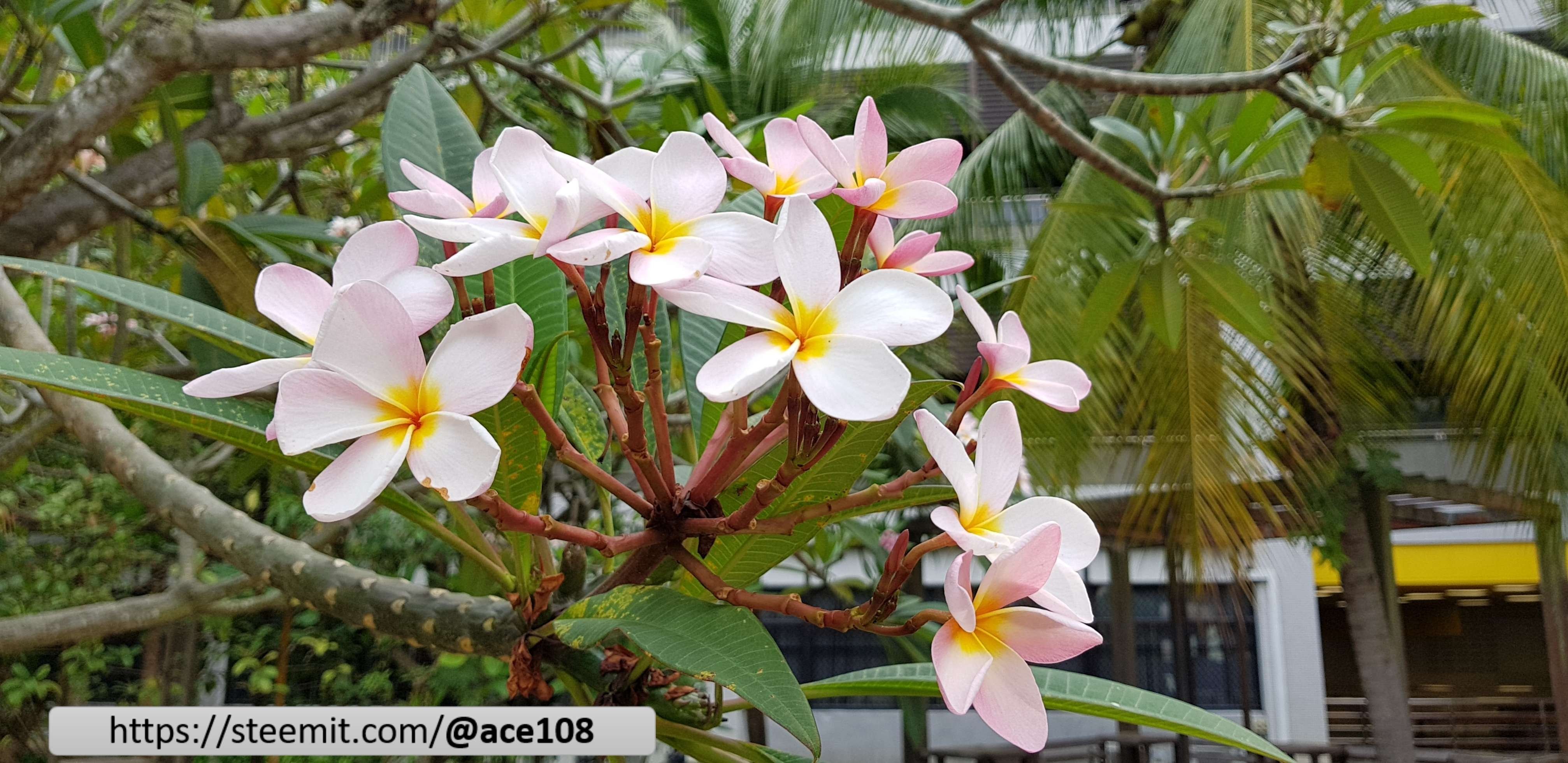 Franjipani Closer 1