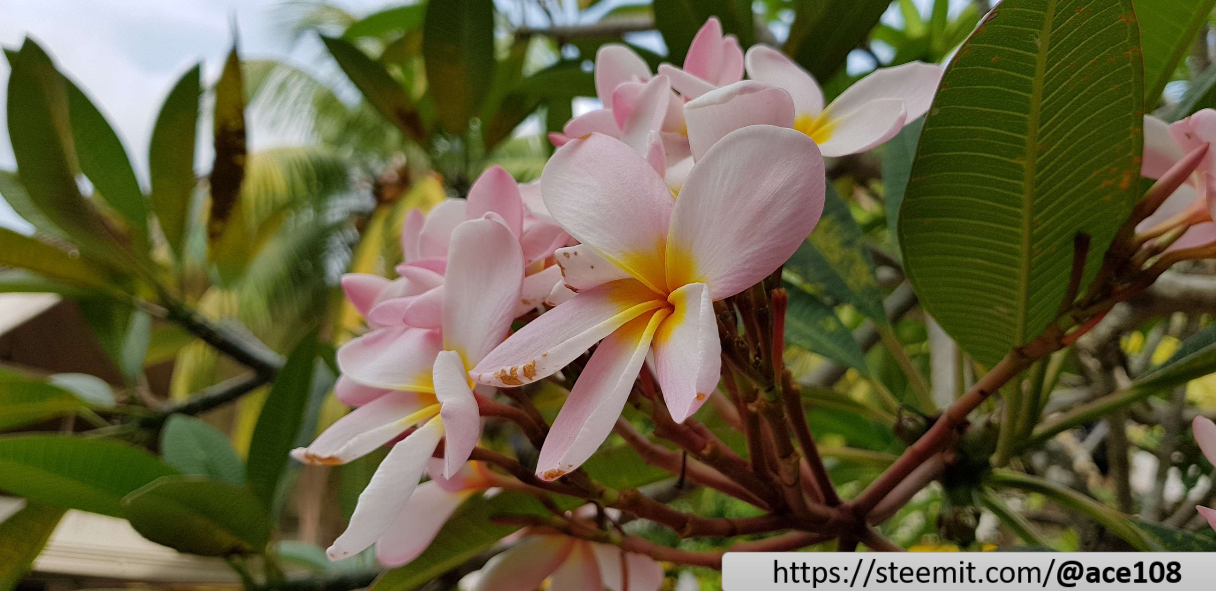 Franjipani Closer 2