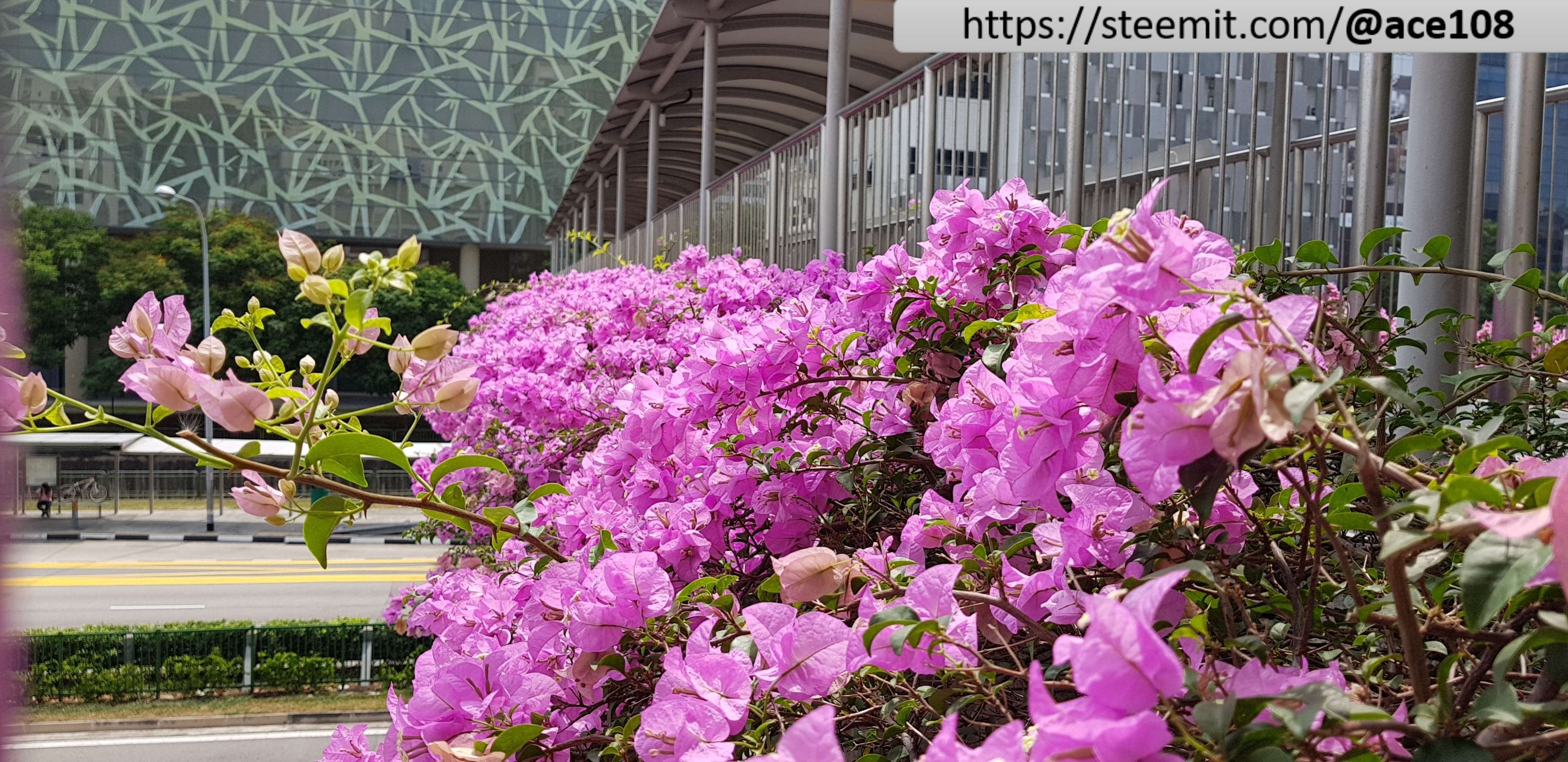 Bougainvillea 1