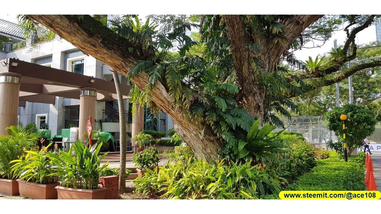 Heritage Raintree230