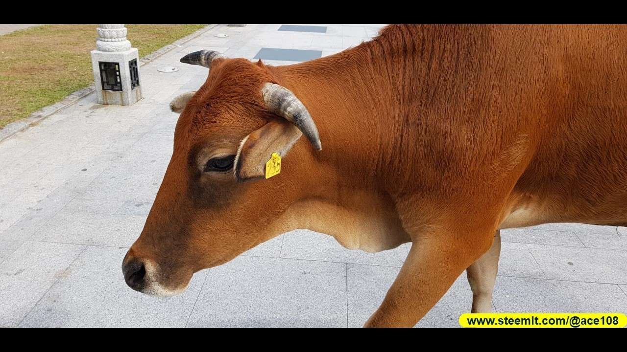 Cow