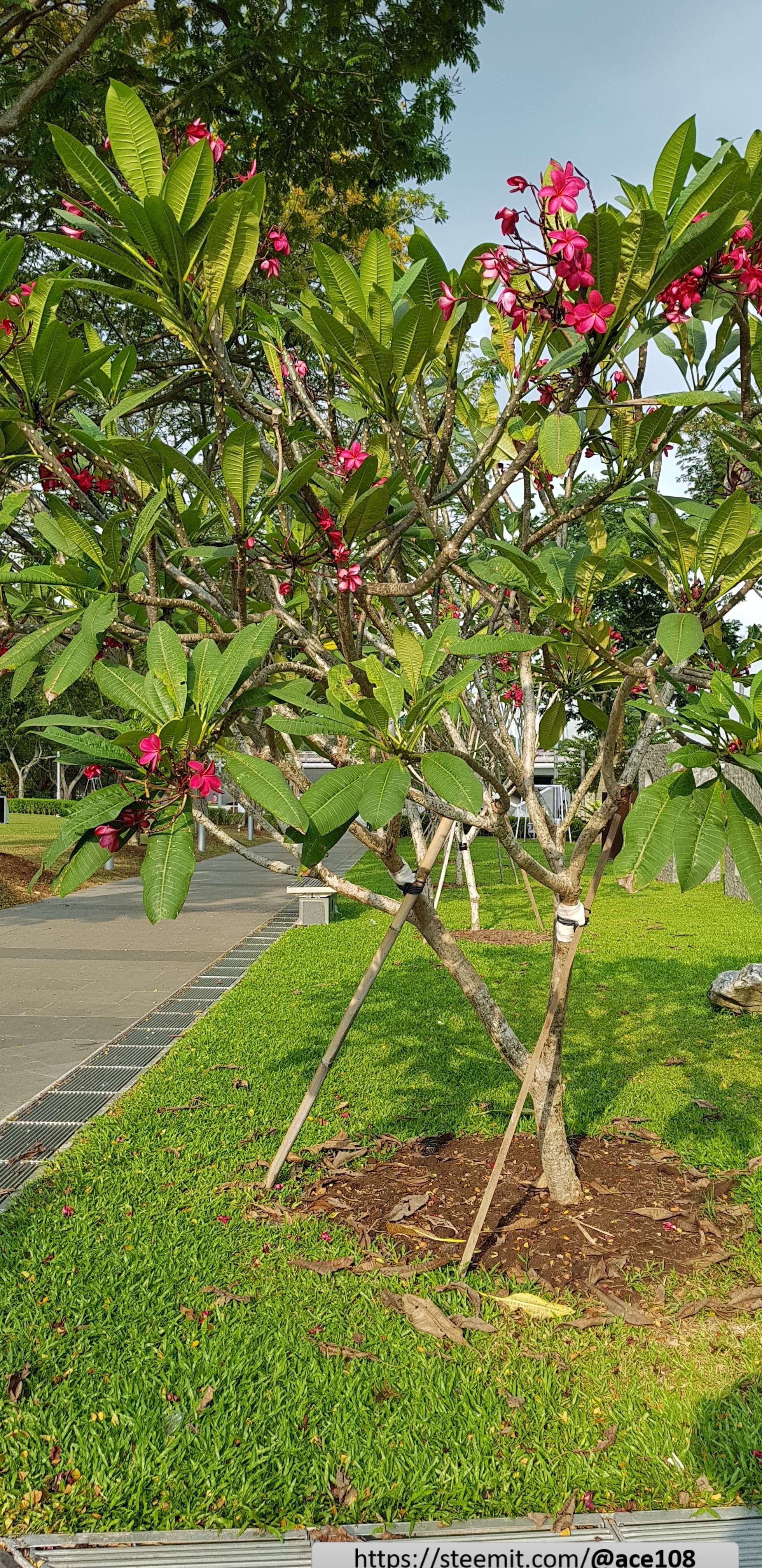 Frangipani 1