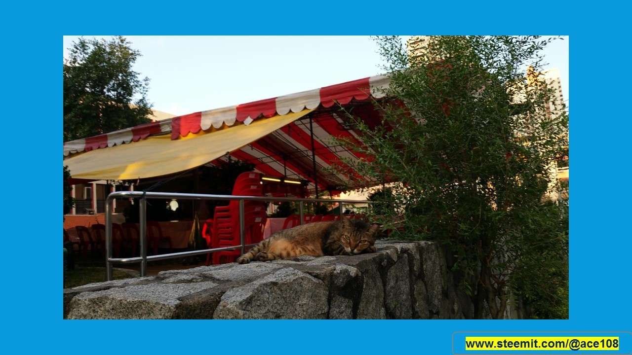 This morning, I went out early and saw the resident cat of the local shrine. The tentage behind it is setup to serve vegetarian lunch to worshippers of the Goddess of Mercy on the 15th of the lunar month and today is the 15th day of the 5th lunar month. The cat seems to be just waking up.